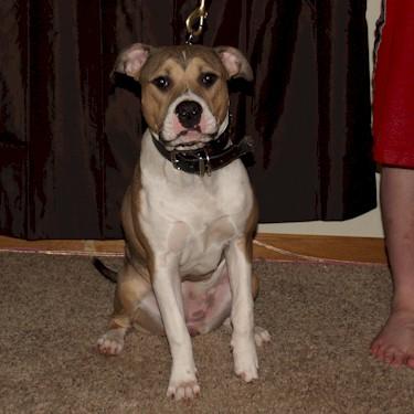 Wootens Lucy Pit Bull.jpg